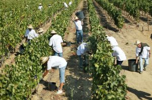 Evento promovido pela 4 Ventos - Vindima Erasmus; cliente: Poças Junior